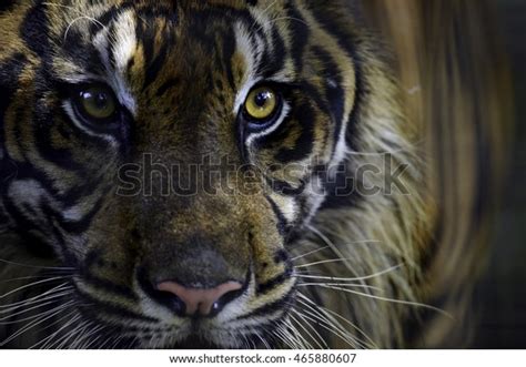 Flashlight On Sumatran Tiger Eyes Stock Photo 465880607 Shutterstock