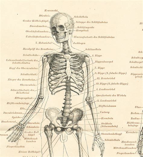 This article looks at the anatomy of the back, including bones, muscles, and nerves. Human skeleton19th century anatomy chart : Antique 1890s