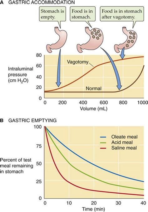 Filling And Emptying Of The Stomach Gastric Function The