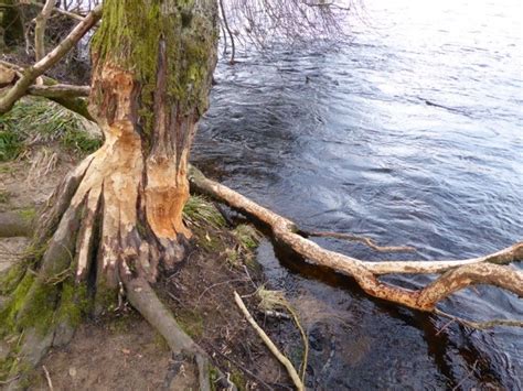 Beaver Thrills By The River Tay Worcestershire Mammal Group