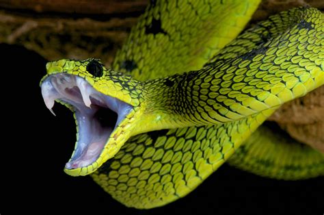 10 Das Serpentes Mais Venenosas Do Mundo Sapo Lifestyle