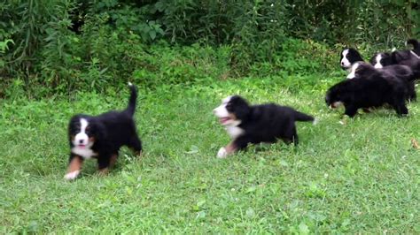 Bernese Mountain Dog Puppies For Sale Youtube