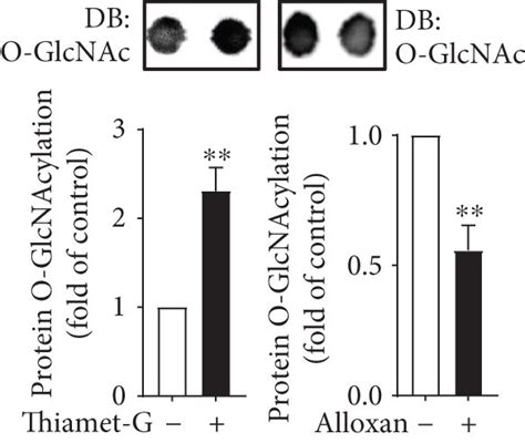 Pharmacological Inhibition Of Oga And Ogt Modulates Autophagy In