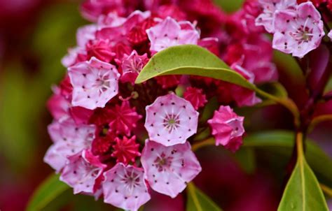 Where To See Mountain Laurel In The Laurel Highlands Matpra
