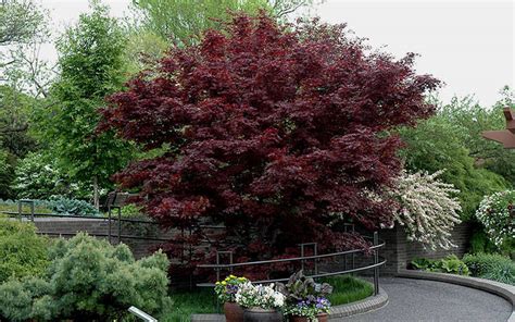 Buy Bloodgood Japanese Maple Tree For Sale Online From Wilson Bros Gardens