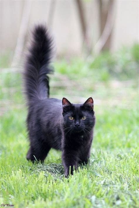 Cute Fluffy Black Cat Pictures Cute Cat Pictures To Color Cute Dog And