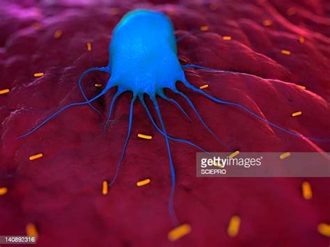 Monocyte Macrophage Photos And Premium High Res Pictures Getty Images