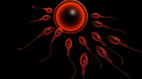 Skin Cells Converted To Sperm Cells
