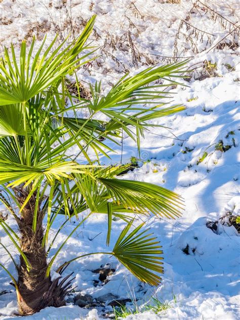 Snow On A Palm Tree Stock Image Image Of Cold Winter 110799683
