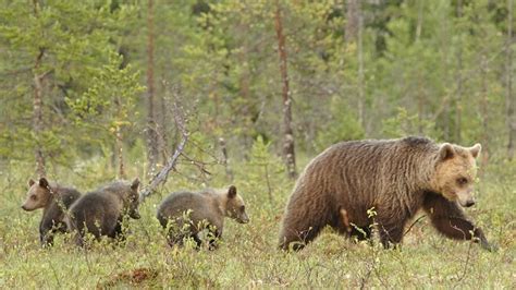 grizzly bear cubs and mother