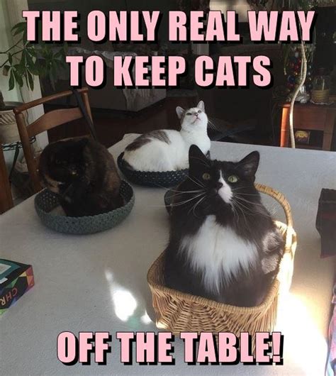 The Only Real Way Lolcats Lol Cat Memes Funny Cats