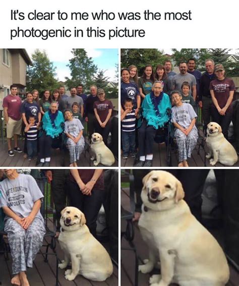 30 Adorable Dog Memes That Will Make Your Day