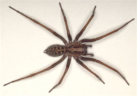 Eratigena Duellica Giant House Spider
