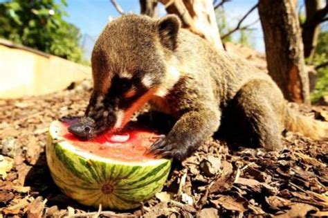 Animals Who Love Eating Watermelon Animal Photo