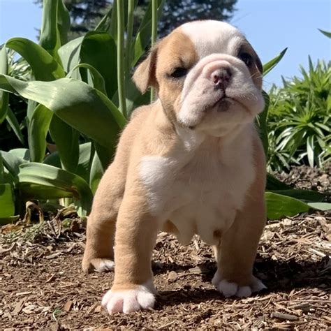 Grooming the miniature english bulldog's short coat is easy to care for, and you should only need to brush it weekly. Miniature English Bulldog Puppies For Sale Near Me | USA ...