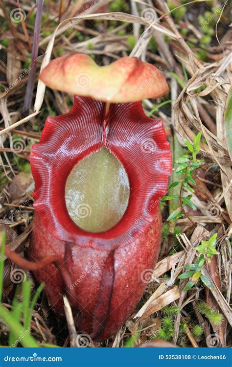 Nepenthes Rajah A Carnivorous Pitcher Plant Royalty Free Stock Photo