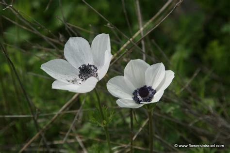 Adoolam's crown anemones (anemone coronaria), israel, 2015. Anemone coronaria