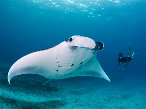 Underwater Picture Manta Ray Photo National