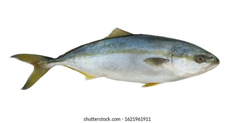 1032 Yellowtail Amberjack Fish Images Stock Photos And Vectors