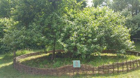 But sadly, syuji soon finds out the death of her father, which leads her to even grow stronger and become more powerful. Isaac Newton's apple tree... - Picture of Woolsthorpe ...