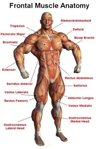 Muscle chart male body parts black background. Muscular Strength - Forum