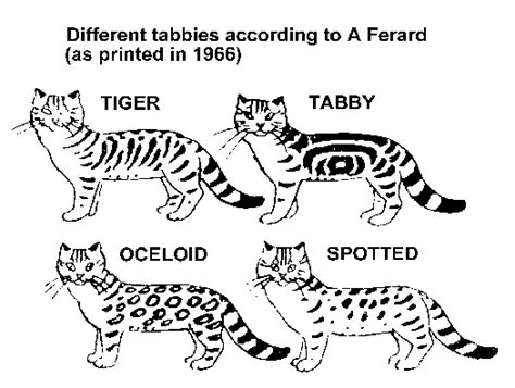 Tabby Cat Stripe Patterns
