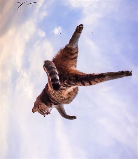 53 Superbes Photos De Chats Qui Sautent Jumping Cats 43 52 Magnifiques