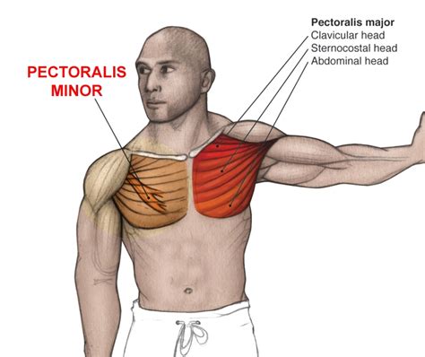 Pectoralis Major Stretch Anatomia Muscular Anatomia Yoga Anatomia The Best Porn Website