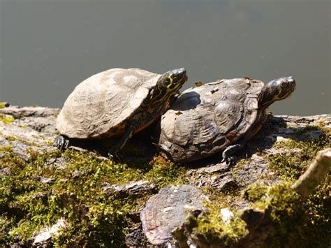 Yellow Bellied Sliders April 19th 2015 Zoochat