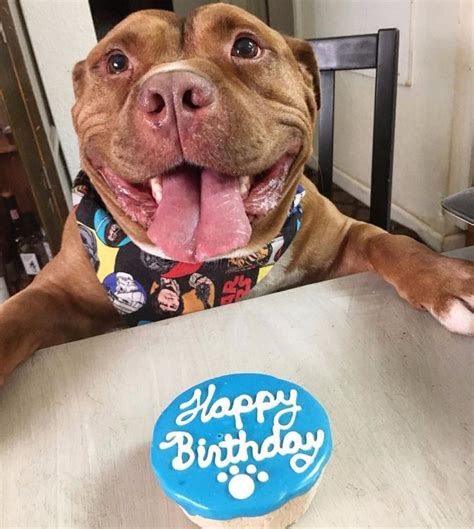 Pitbull Cant Stop Smiling After Being Rescued 10 Facts About Pitbulls