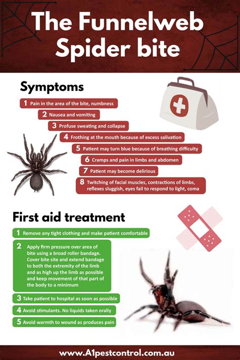 Spider Control Sydney Bites And Symptoms How To Identify