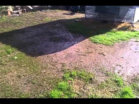 Best deals and discounts on the latest products. Planting Winter Rye grass in Phoenix Arizona Day 9 - YouTube