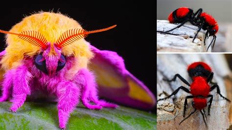 Los 7 Insectos MÁs Raros E Impresionantes Del Mundo Youtube