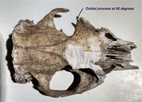 Springfield Plateau Skull Identification