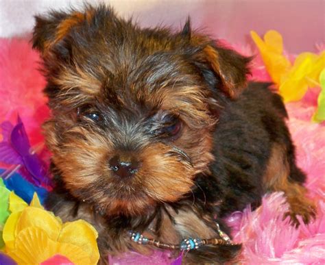 Free Download Yorkshire Terrier Puppy With Pink Background Stock Photo