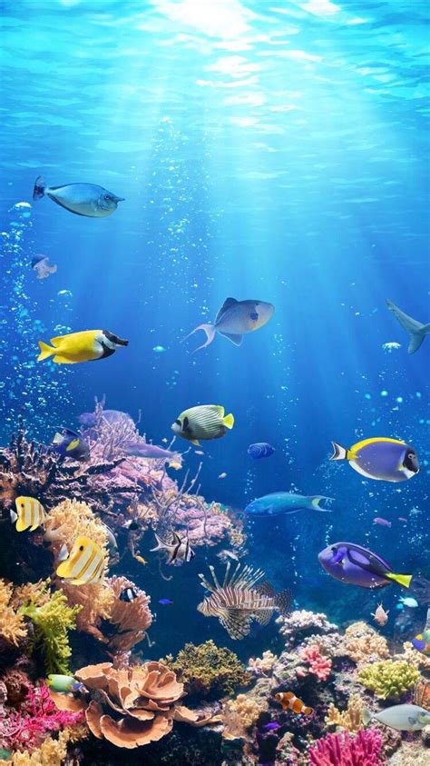 Undersea Wallpapers Top Free Undersea Backgrounds Wallpaperaccess