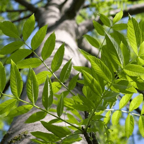 Millions Of Ash Trees Are Dying Tree Plantation