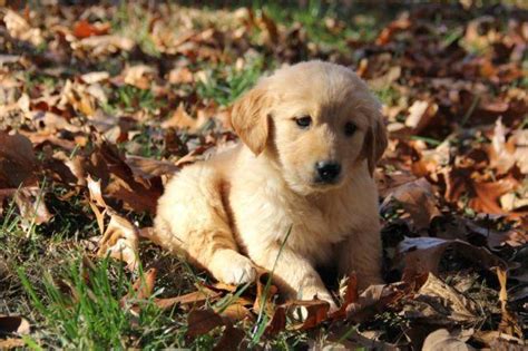 Deposits are made after the puppies are born. AKC Golden Retriever puppies 8 weeks-11/14 for Sale in ...