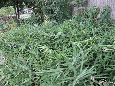 Bamboo Overtaking Unwanted Weeds And Turf Grasses Rgrass