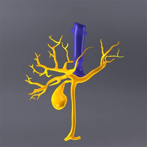 Liver Human X Ray 3d Model