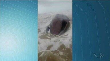 ESTV 2ª Edição Baleia jubarte aparece morta em praia de Marataízes no