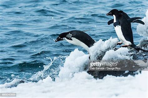 Penguins Jumping In Water Photos And Premium High Res Pictures Getty