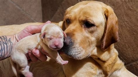 Dog Mom Shows Off Her Newborn Puppies Youtube