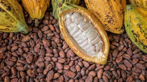Amid Economic Downturn Experts See Opportunities In Cocoa — Business