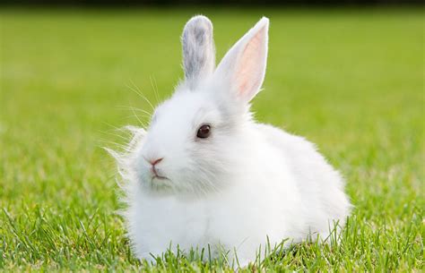 Bueno, norteño, mantuve mi parte del acuerdo. What Does The Word Bunny Mean In Spanish - French Lessons ...
