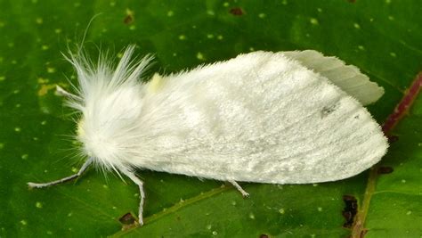 White Flannel Moth Norape Sp Flickr Photo Sharing