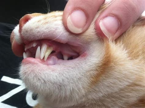 Dental problems in domestic cats indeed, my girlfriend looks after a small black cat who has very long canine teeth on her upper jaw. My brother's cat has extra fangies : teefies