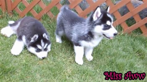 Husky Puppies Playing In Backyard Too Cute Youtube