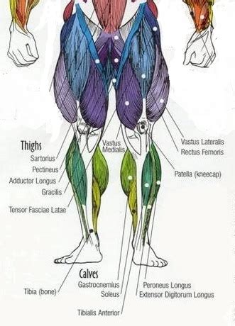Leg muscle diagram chapter 13 posterior leg muscles diagram quizlet. HanhChampion Blogspot: Basic Leg Exercises