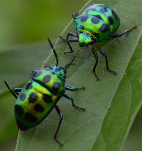 Kiss Of The Green Jewel Bug Bugs Insects Plant Fungus